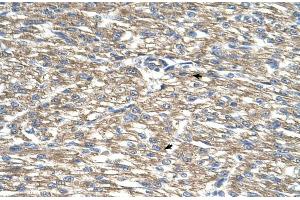 Human Heart (TCP10L antibody  (Middle Region))