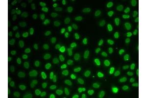 Immunofluorescence analysis of U2OS cells using Nono antibody. (NONO antibody  (AA 1-300))