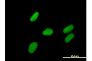 Immunofluorescence of purified MaxPab antibody to ZNF599 on HepG2 cell. (ZNF599 antibody  (AA 1-588))