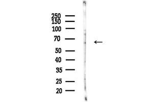 Western blot analysis of lysates from  cells(heat-shock,45 min treatment), using Phospho-Cyclin  (Ser126) Antibody at 1/1000 dilution.