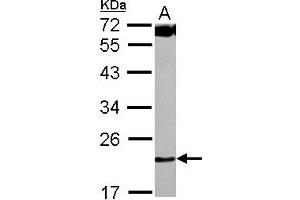 Western Blotting (WB) image for anti-Chromosome 4 Open Reading Frame 43 (C4orf43) (AA 1-192) antibody (ABIN1497058) (C4orf43 antibody  (AA 1-192))