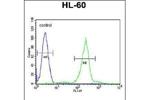 Flow cytometric analysis of HL-60 cells (right histogram) compared to a negative control cell (left histogram). (C1QC antibody  (AA 93-120))