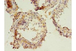 Immunohistochemistry of paraffin-embedded human testis tissue using ABIN7162659 at dilution of 1:100