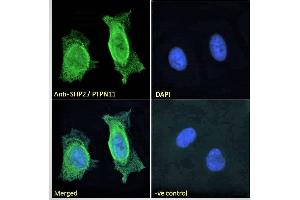 ABIN184604 Immunofluorescence analysis of paraformaldehyde fixed HeLa cells, permeabilized with 0. (PTPN11 antibody  (C-Term))