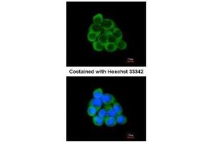 ICC/IF Image Immunofluorescence analysis of methanol-fixed A431, using PECR, antibody at 1:200 dilution. (PECR antibody  (C-Term))