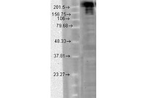 Nav1. (SCN9A antibody  (AA 1751-1946))