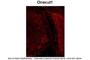 Sample Type: Frozen section of mouse embryo at et12. (ONECUT1 antibody  (C-Term))