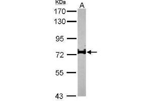 WB Image Sample (50 ug of whole cell lysate) A: Mouse brain 7. (IL17RD antibody)