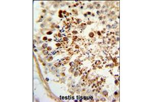 Formalin-fixed and paraffin-embedded human testis tissue reacted with COX6A1 Antibody , which was peroxidase-conjugated to the secondary antibody, followed by DAB staining.