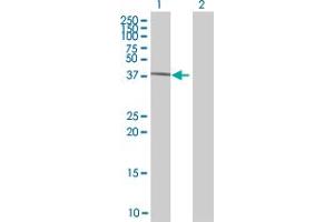 GTF2H2 antibody  (AA 1-395)