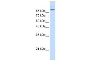 Matrin 3 antibody used at 1. (MATR3 antibody  (N-Term))