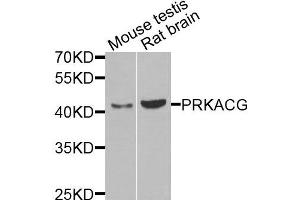 Western blot analysis of extracts of mouse testis and rat brain cells, using PRKACG antibody. (PRKACG antibody)