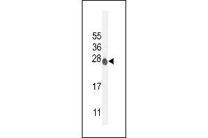 ATP6V0C Antibody (C-term) (ABIN654427 and ABIN2844163) western blot analysis in mouse NIH-3T3 cell line lysates (35 μg/lane). (ATP6V0C antibody  (C-Term))