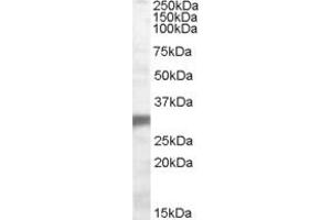Western Blotting (WB) image for anti-Egl-9 Family Hypoxia Inducible Factor 3 (EGLN3) (AA 108-119) antibody (ABIN290303) (EGLN3 antibody  (AA 108-119))
