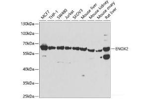 Western blot analysis of extracts of various cell lines using ENOX2 Polyclonal Antibody at dilution of 1:1000. (ENOX2 antibody)