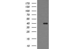 Image no. 1 for anti-THUMP Domain Containing 1 (THUMPD1) antibody (ABIN1501384) (THUMPD1 antibody)