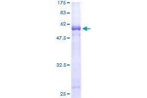 MPPED1 Protein (AA 1-326) (GST tag)