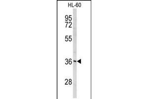 Western blot analysis of PEX14 Antibody in HL-60 cell line lysates (35ug/lane)