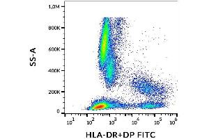 Surface staining of human peripheral blood with anti-HLA-DR+DP (HL-38) FITC. (HLA-DP/DR antibody  (FITC))