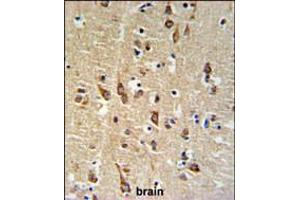 SGTB Antibody IHC analysis in formalin fixed and paraffin embedded human brain tissue followed by peroxidase conjugation of the secondary antibody and DAB staining. (SGTB antibody  (N-Term))