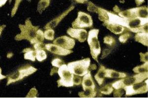 ES2 (NMT2 antibody  (AA 10-119))