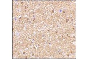 Immunohistochemistry of NogoA in mouse brain tissue with this product at 2. (Reticulon 4 antibody  (Isoform 1, N-Term))
