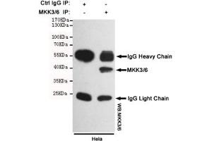 Immunoprecipitation analysis of Hela cell lysates using MKK3/6 mouse mAb. (MKK3/6 antibody)