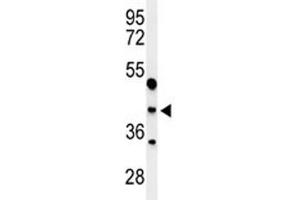 Western blot analysis of MAFA antibody and WiDr lysate. (MAFA antibody  (AA 282-311))