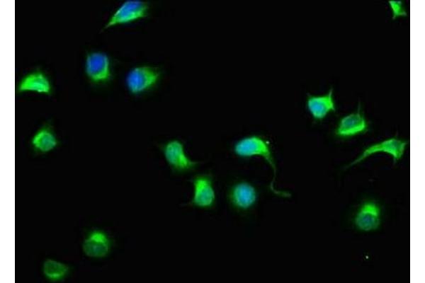 HECTD3 antibody  (AA 682-785)