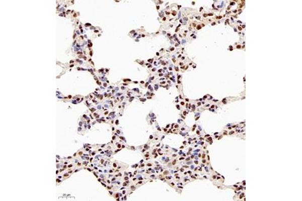 NSFL1C antibody