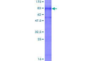 KCNA1 Protein (AA 1-495) (GST tag)