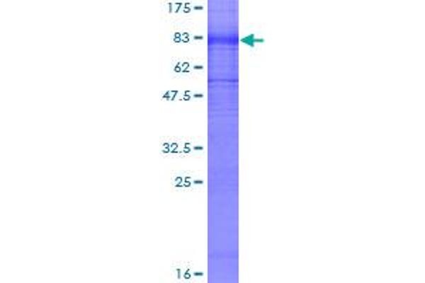 KCNA1 Protein (AA 1-495) (GST tag)