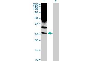 Western Blot analysis of PSMD10 expression in transfected 293T cell line by PSMD10 MaxPab rabbit polyclonal antibody.