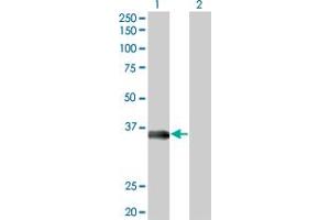 Western Blot analysis of MSI2 expression in transfected 293T cell line by MSI2 monoclonal antibody (M09), clone 3C6. (MSI2 antibody  (AA 1-328))