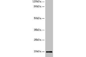 Western blot All lanes: IFNG antibody at 2 μg/mL + Recombinant Guinea Pig Interferon gamma protein 10 μg Secondary Goat polyclonal to rabbit IgG at 1/10000 dilution Predicted band size: 20 kDa Observed band size: 20 kDa (Interferon gamma antibody  (AA 24-166))