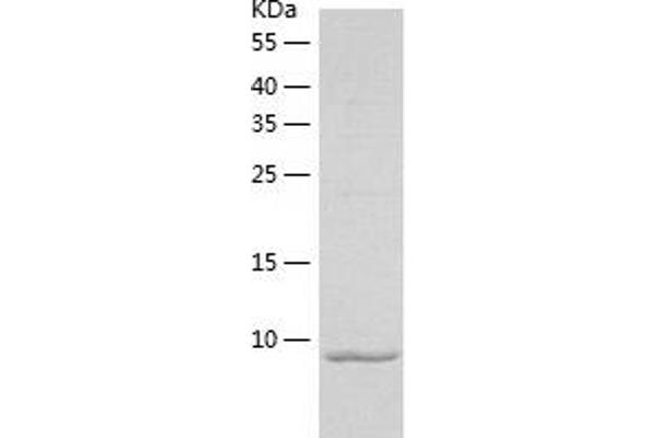 Glucagon Protein (GCG) (AA 90-180) (His tag)