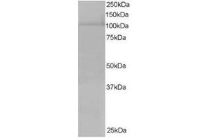 Image no. 1 for anti-Exportin 7 (XPO7) (C-Term) antibody (ABIN374396) (Exportin 7 antibody  (C-Term))
