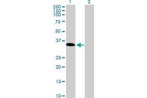 Western Blot analysis of TGIF2LX expression in transfected 293T cell line by TGIF2LX MaxPab polyclonal antibody.