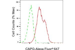 Flow cytometric analysis of CAPG expression in C2C12 cells using CAPG antibody (ABIN7797864), 1:2,000). (Recombinant CAPG antibody)