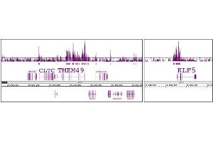 Histone H3K56ac antibody (pAb) tested by ChIP-chip. (Histone 3 antibody  (acLys56))
