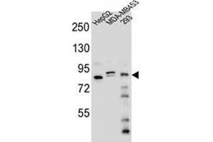Western blot analysis of KIAA1310 Antibody (Center) in HepG2, MDA-MB453, 293 cell line lysates (35ug/lane).
