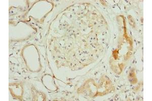 Immunohistochemistry of paraffin-embedded human kidney tissue using ABIN7154806 at dilution of 1:100 (rRNA 2'-O-Methyltransferase Fibrillarin (FBL) (AA 1-64) antibody)