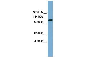 WB Suggested Anti-SLC12A5 Antibody Titration:  0. (KCC2 antibody  (Middle Region))