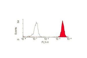 Staining of peripheral blood lymphocytes with anti-HLA-ABC: Endotoxin low (ABIN118899). (HLA-ABC antibody)