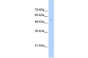 AGXT2L2 antibody used at 0. (AGXT2L2 antibody  (C-Term))