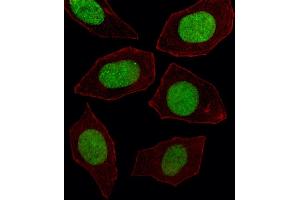 Fluorescent image of  cell stained with EN1 Antibody (N-term) (ABIN391430 and ABIN2841422). (EN1 antibody  (N-Term))