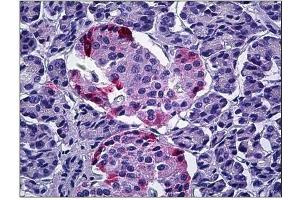 Human Pancreas: Formalin-Fixed, Paraffin-Embedded (FFPE) (PPY antibody  (Internal Region))