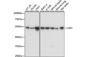 Western blot analysis of extracts of various cell lines, using LIPH antibody.