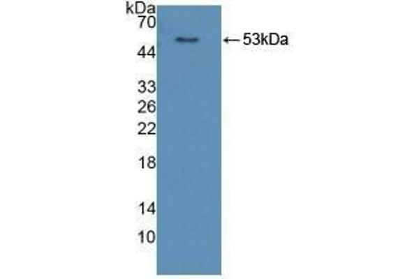 POR antibody  (AA 77-518)