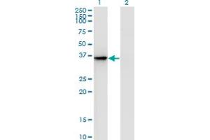 Western Blot analysis of AKR1D1 expression in transfected 293T cell line by AKR1D1 monoclonal antibody (M01), clone 1A6.
